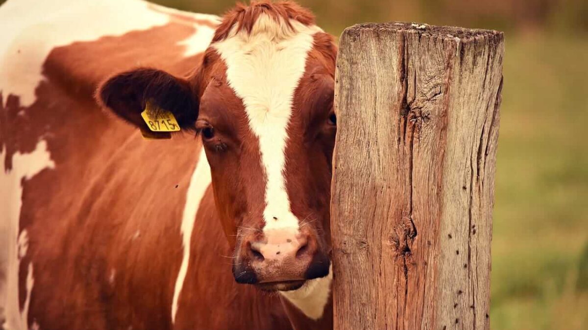 Cattle Pull off Early Friday Lows, as Cattle on Feed Shows Fewer Placements