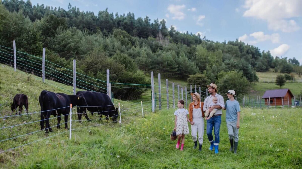 Cattle Rally to Round out July