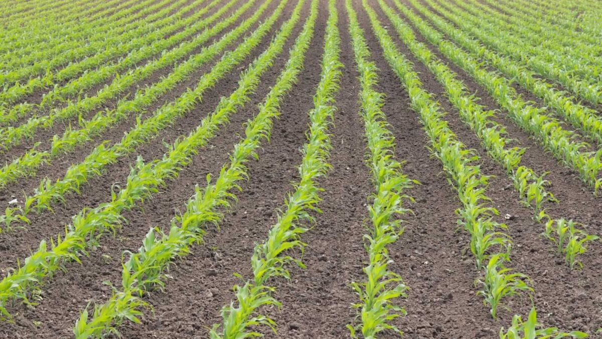 Corn Fades on Tuesday to Close Mixed